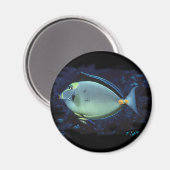 Naso Tang Magnet (Vorderseite/Rückseite)