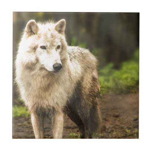 Nassarktischer Wolf im Frühjahr-Foto Fliese (Vorderseite)