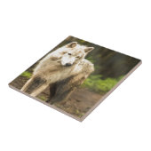 Nassarktischer Wolf im Frühjahr-Foto Fliese (Seite)