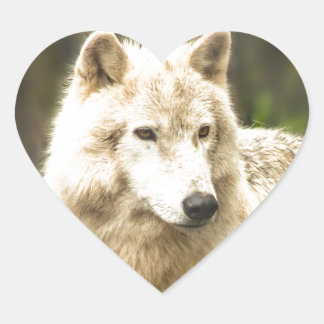 Nassarktischer Wolf im Frühjahr-Foto Herz-Aufkleber
