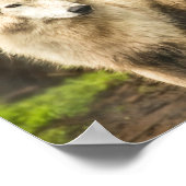 Nassarktischer Wolf im Frühjahr-Foto Poster (Ecke)