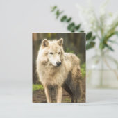 Nassarktischer Wolf im Frühjahr-Foto Postkarte (Stehend Vorderseite)