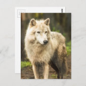 Nassarktischer Wolf im Frühjahr-Foto Postkarte (Vorne/Hinten)