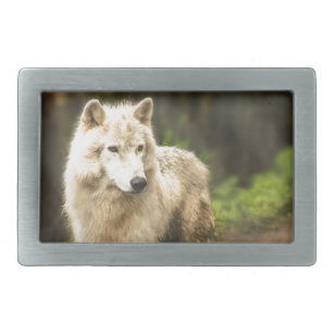 Nassarktischer Wolf im Frühjahr-Foto Rechteckige Gürtelschnalle