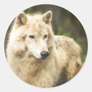 Nassarktischer Wolf im Frühjahr-Foto Runder Aufkleber