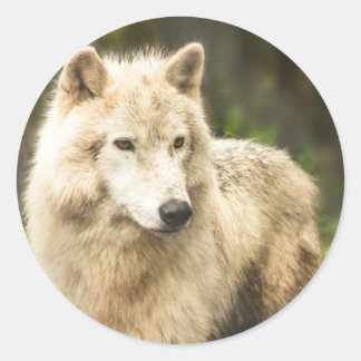 Nassarktischer Wolf im Frühjahr-Foto Runder Aufkleber