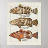 Nassau, Goliath und Red Grouper Poster (Vorne)