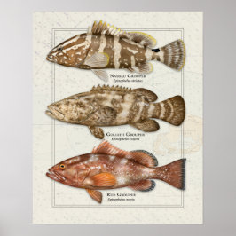 Nassau, Goliath und Red Grouper Poster