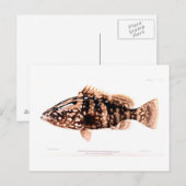 Nassau Grouper Postkarte (Vorne/Hinten)
