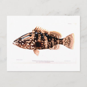 Nassau Grouper Postkarte