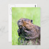 Nassbeere Postkarte (Vorne/Hinten)