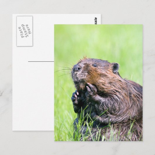 Nassbeere Postkarte (Vorne/Hinten)