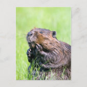 Nassbeere Postkarte (Vorderseite)