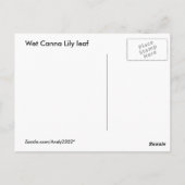 Nassblatt Canna Lily ~ Postkarte (Rückseite)