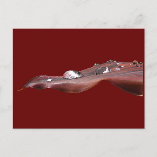 Nassblatt Canna Lily ~ Postkarte (Vorderseite)