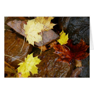 Nasse Blätter und Felsen Herbst Naturfotografie