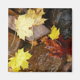 Nasse Blätter und Felsen Herbst Naturfotografie Magnet