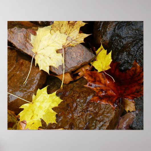 Nasse Blätter und Steine Herbstfotografie Poster (Vorne)