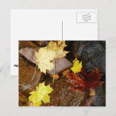 Nasse Blätter und Steine Herbstfotografie Postkarte (Vorne/Hinten)