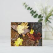 Nasse Blätter und Steine Herbstfotografie Postkarte (Stehend Vorderseite)