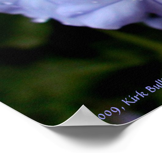 Nasse Blume Poster (Ecke)