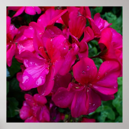 Nasse Blumen Poster (Vorne)