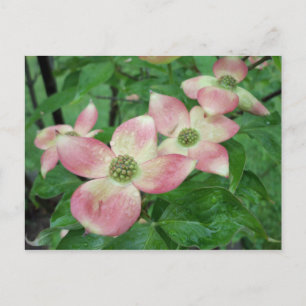 Nasse Dogwood-Blüten Postkarte