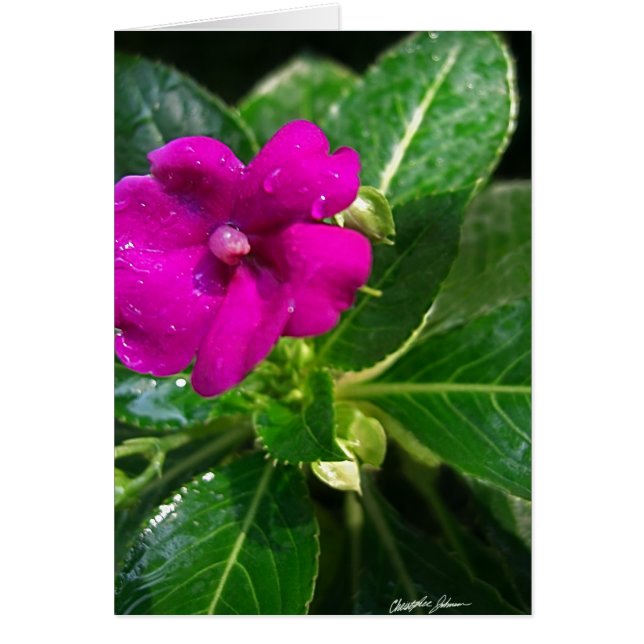 Nasse Eingeweihte Blume 1 (Vorne)