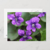 Nasse Lila Violetten Postkarte (Vorne/Hinten)