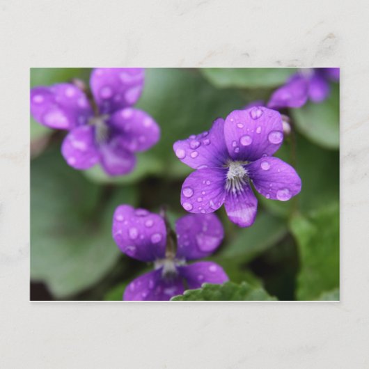 Nasse Lila Violetten Postkarte (Vorderseite)