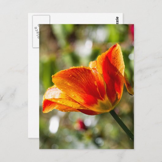 Nasse Orange und gelbe Tulpe Postkarte (Vorne/Hinten)