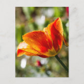 Nasse Orange und gelbe Tulpe Postkarte (Vorderseite)