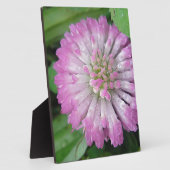 Nasse rosa Kleeblüte Fotoplatte (Seite)