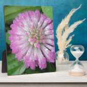 Nasse rosa Kleeblüte Fotoplatte (Seite)