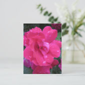 Nasse Rose Postkarte (Stehend Vorderseite)