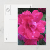 Nasse Rose Postkarte (Vorne/Hinten)