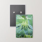 Nasse Sonnenblume-Knospen-Nahaufnahme-Fotografie Button (Vorderseite/Rückseite)