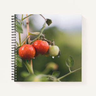 nasse Tomaten im Rind Notizblock