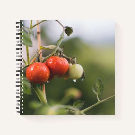 nasse Tomaten im Rind Notizblock (Vorderseite)