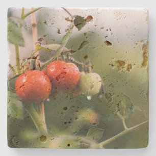 nasse Tomaten im Rind Steinuntersetzer