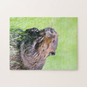 Nasser Biber Puzzle (Horizontal)