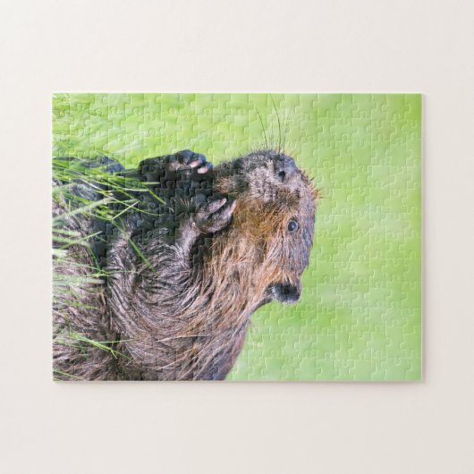 Nasser Biber Puzzle (Horizontal)