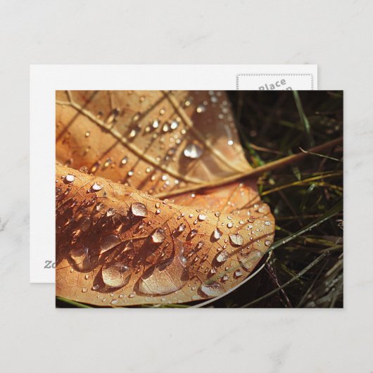 Nasser Herbstleaf - Postkarte (Vorne/Hinten)