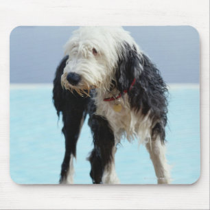 Nasser Hund durch einen Swimmingpool Mousepad