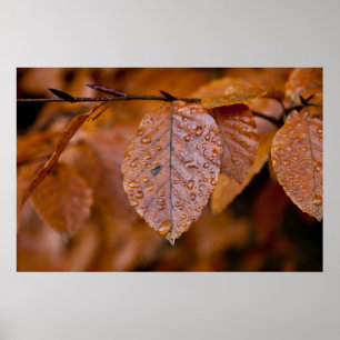 Nasses Herbstblatt Poster