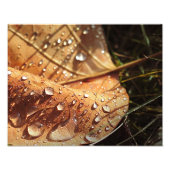 Nasses Herbstleaf - Foto (Vorne)