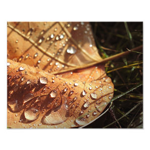 Nasses Herbstleaf - Foto