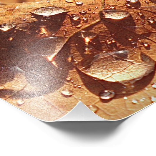 Nasses Herbstleaf - Foto (Ecke)