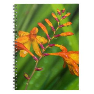 Nasses orange Blumennotizbuch Notizblock