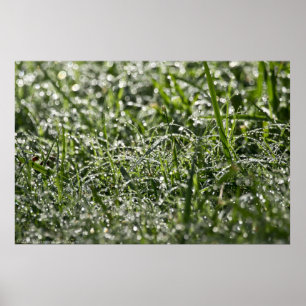 Nassgras am Morgen Regenplakat Poster